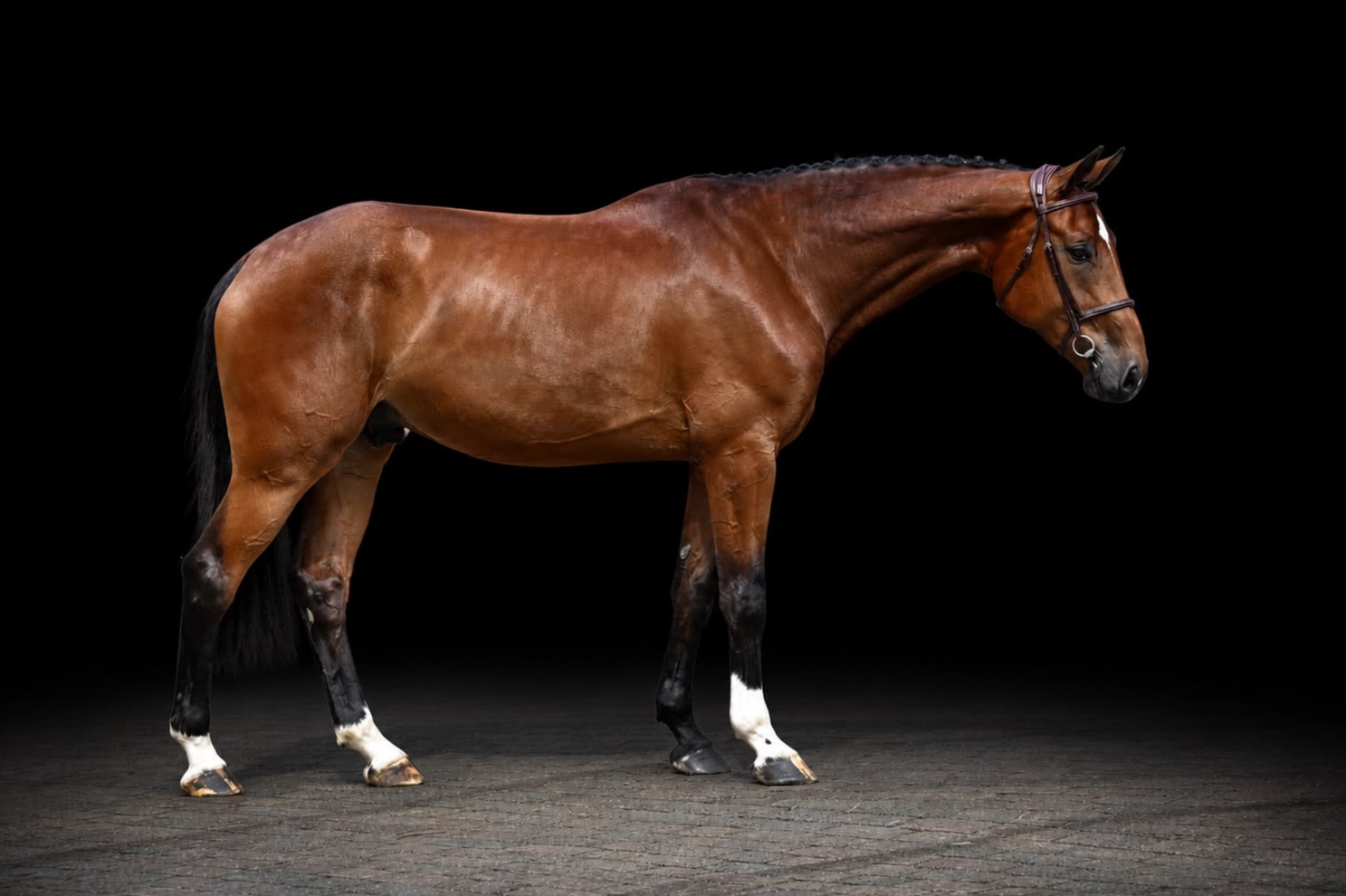 Toronto | 2021 | 16.2h | Warmblood | Gelding