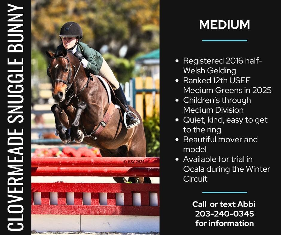 Clovermeade Snuggle Bunny | 2016 | 13.1h | Welsh Cross | Gelding