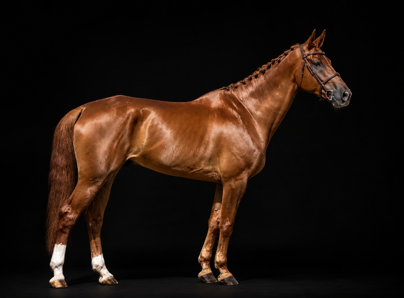 Giusto D’oro Z | 2019 | 17.2h | Zangersheide | Gelding