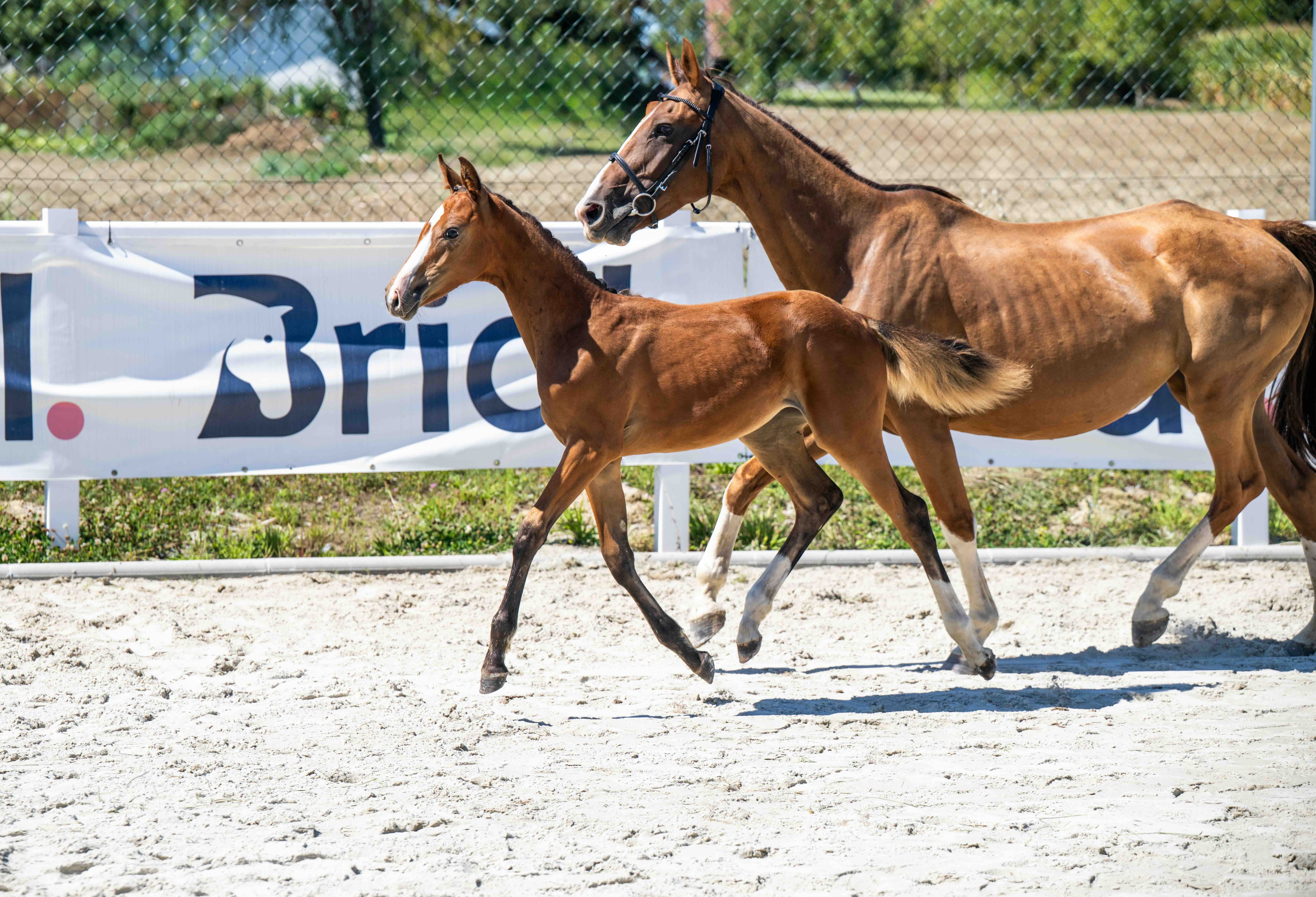 For Croatia 1-1 Z | 2026 | 12.2h | Zangersheide | Mare