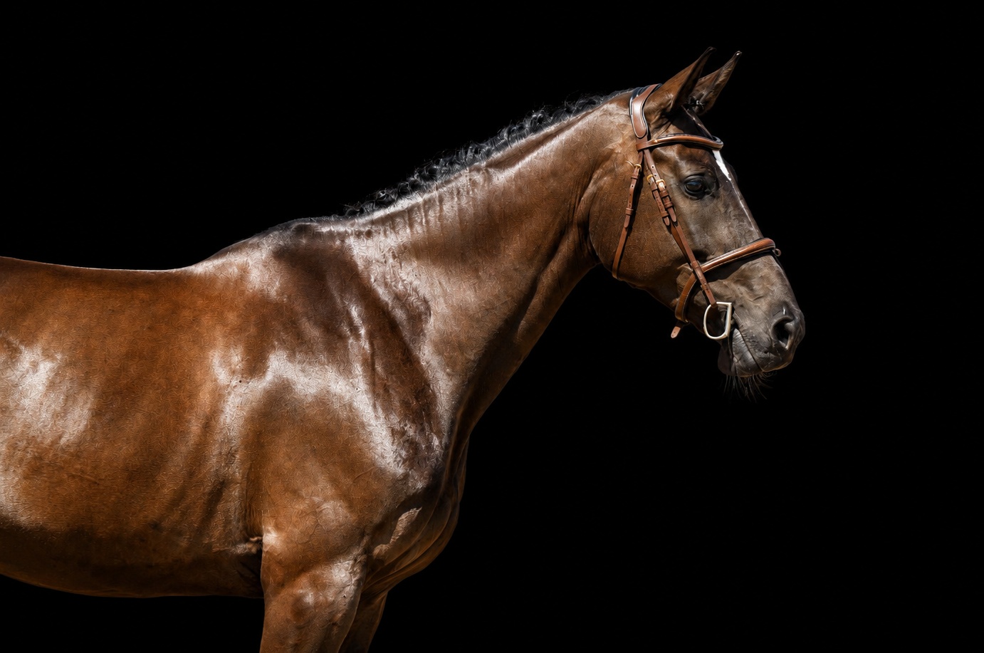 Ira R | 2020 | 16h | Not Specified | Mare