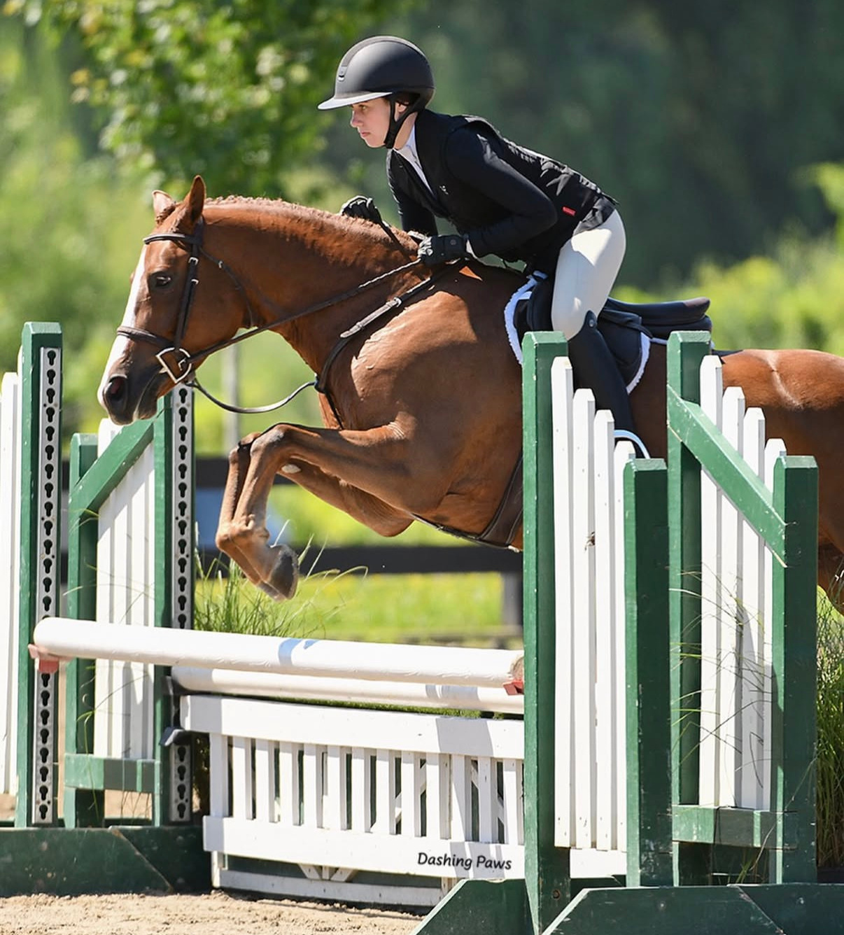 Scamander - LEASE ONLY | 2020 | 14.2h | Welsh Cross | Gelding