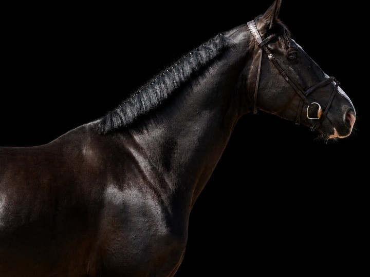 King of Zagreb FJ | 2022 | 16.3h | Not Specified | Stallion