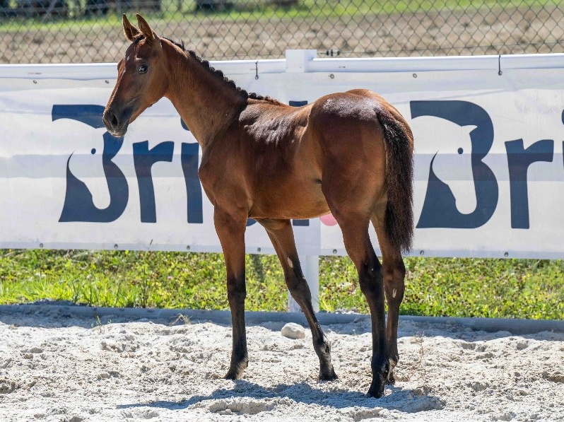 Tinkerbell 1-1 Z | 2026 | 13.1h | Zangersheide | Mare
