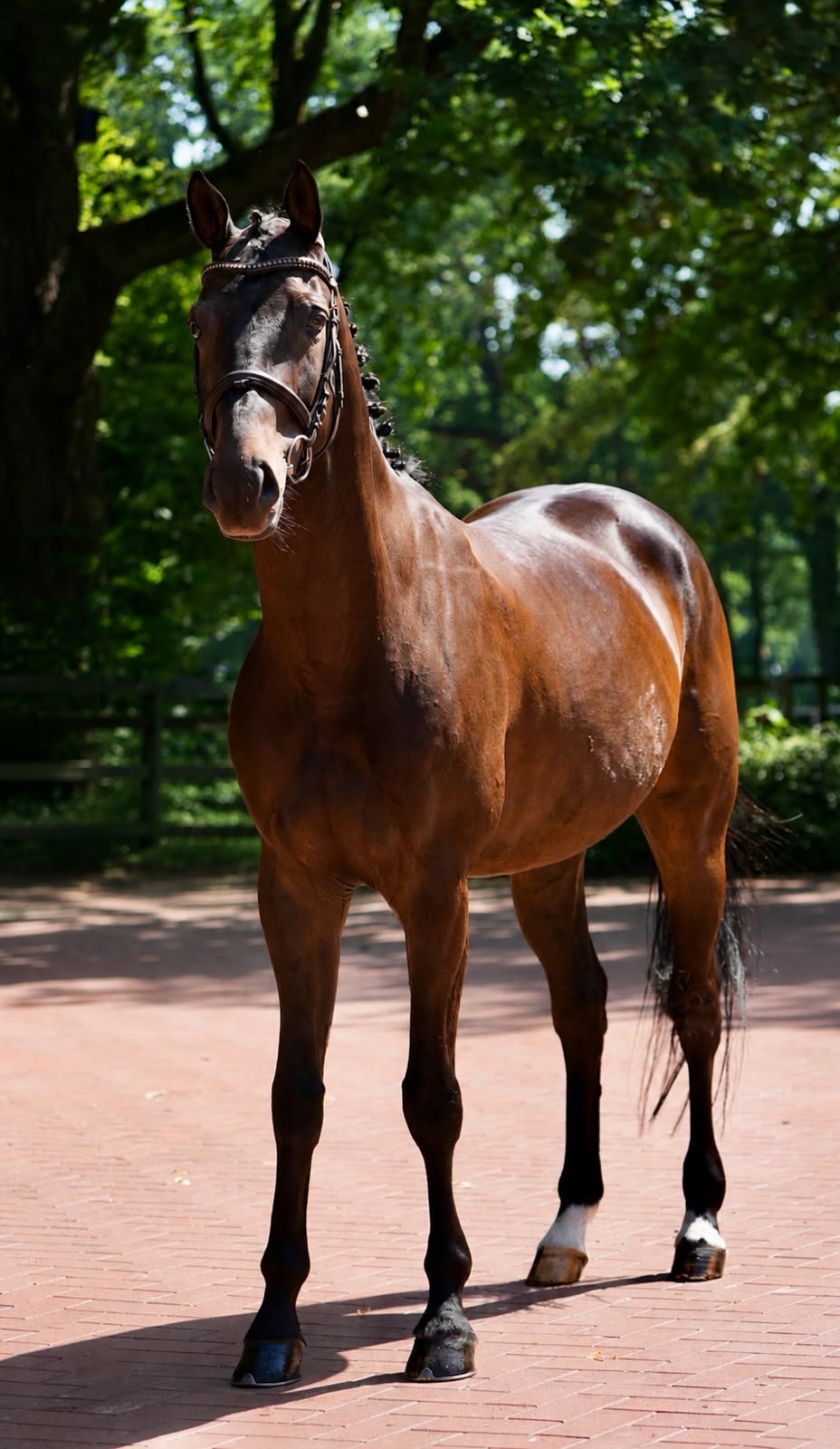 Quintus | 2021 | 16.2h | Hanovarian Warmblood | Gelding