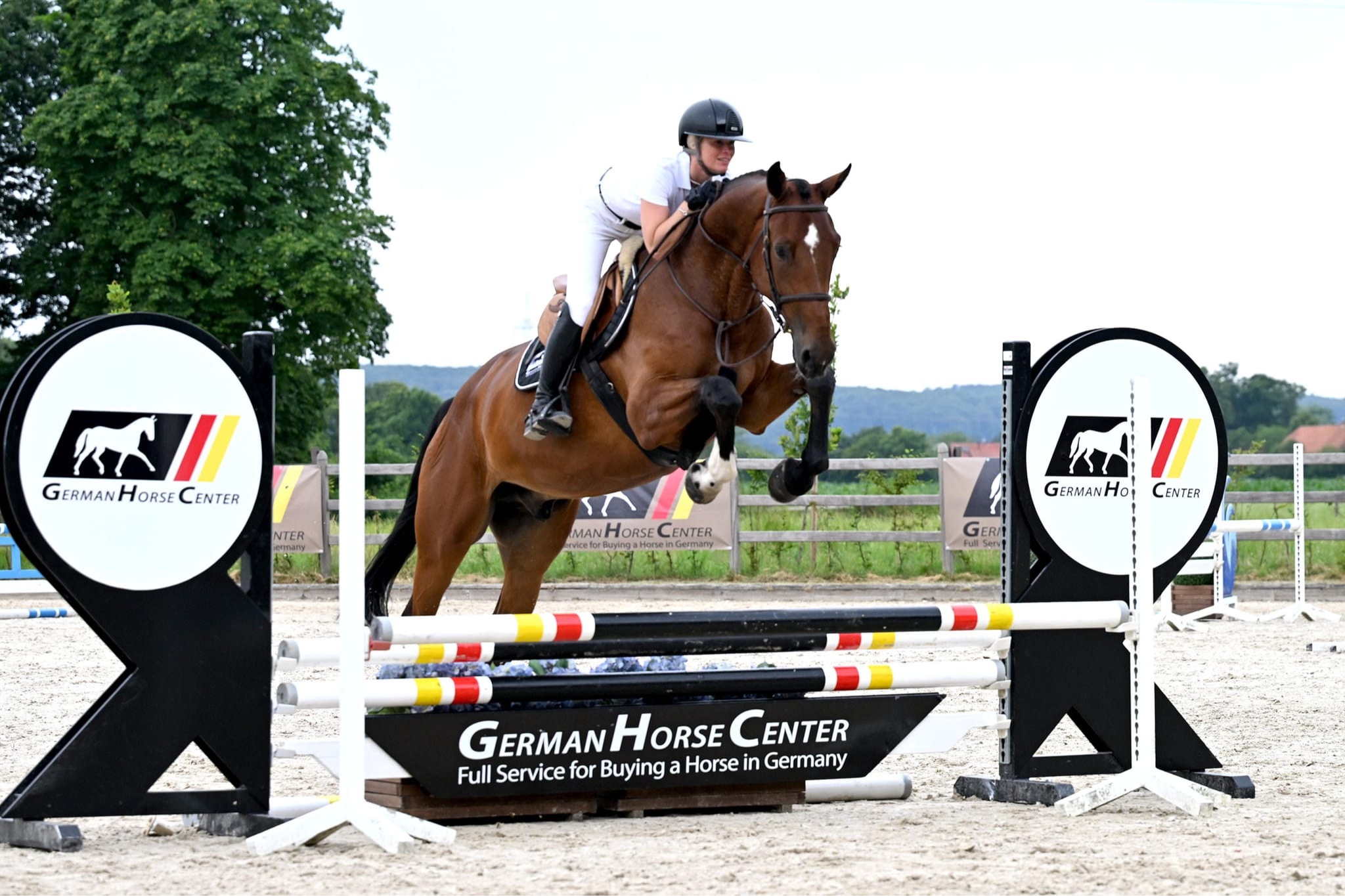 Toronto | 2021 | 16.2h | Warmblood | Gelding