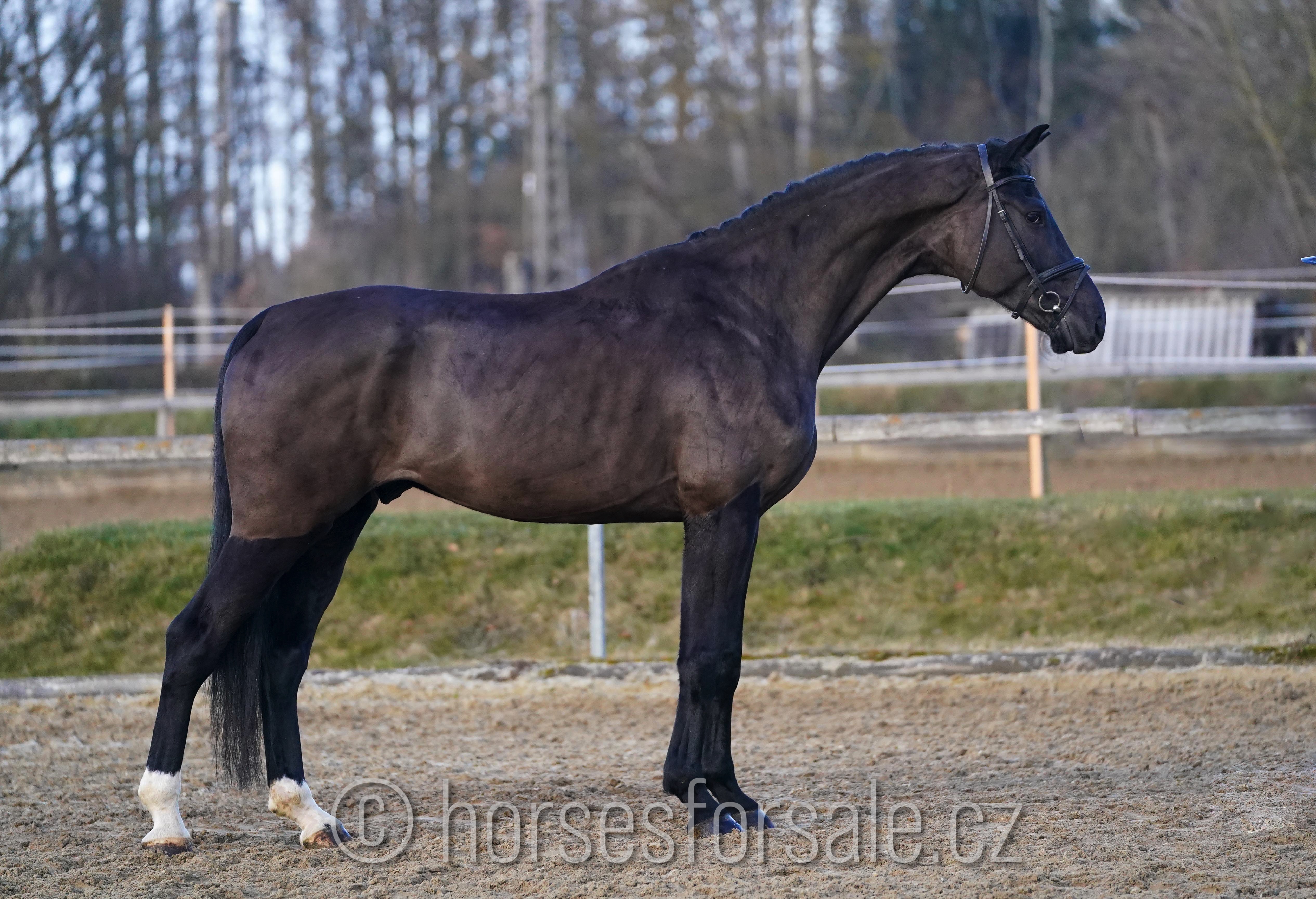 hourse-image