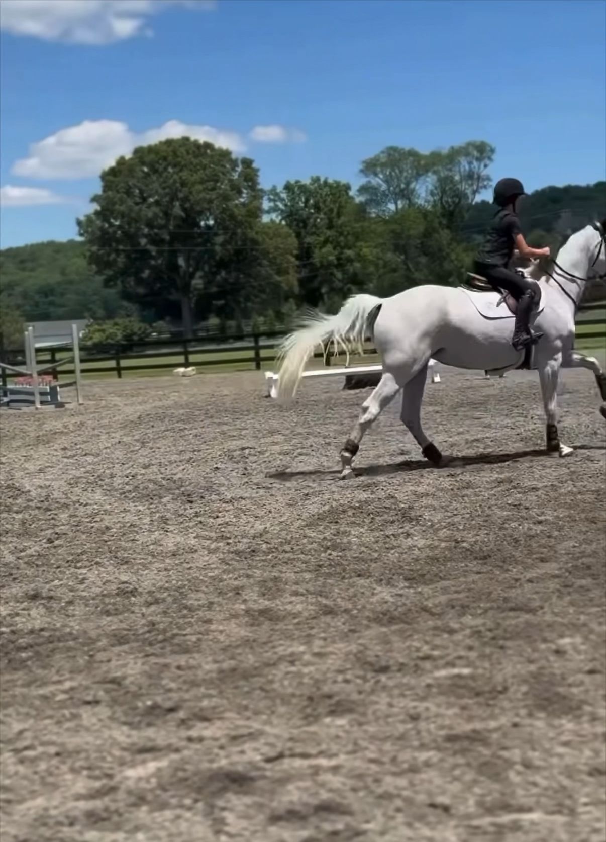 Intouchable | 2013 | 16.2h | Dutch Warmblood | Mare