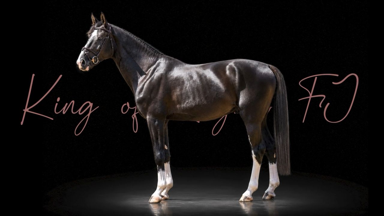 King of Zagreb FJ | 2022 | 16.3h | Not Specified | Stallion