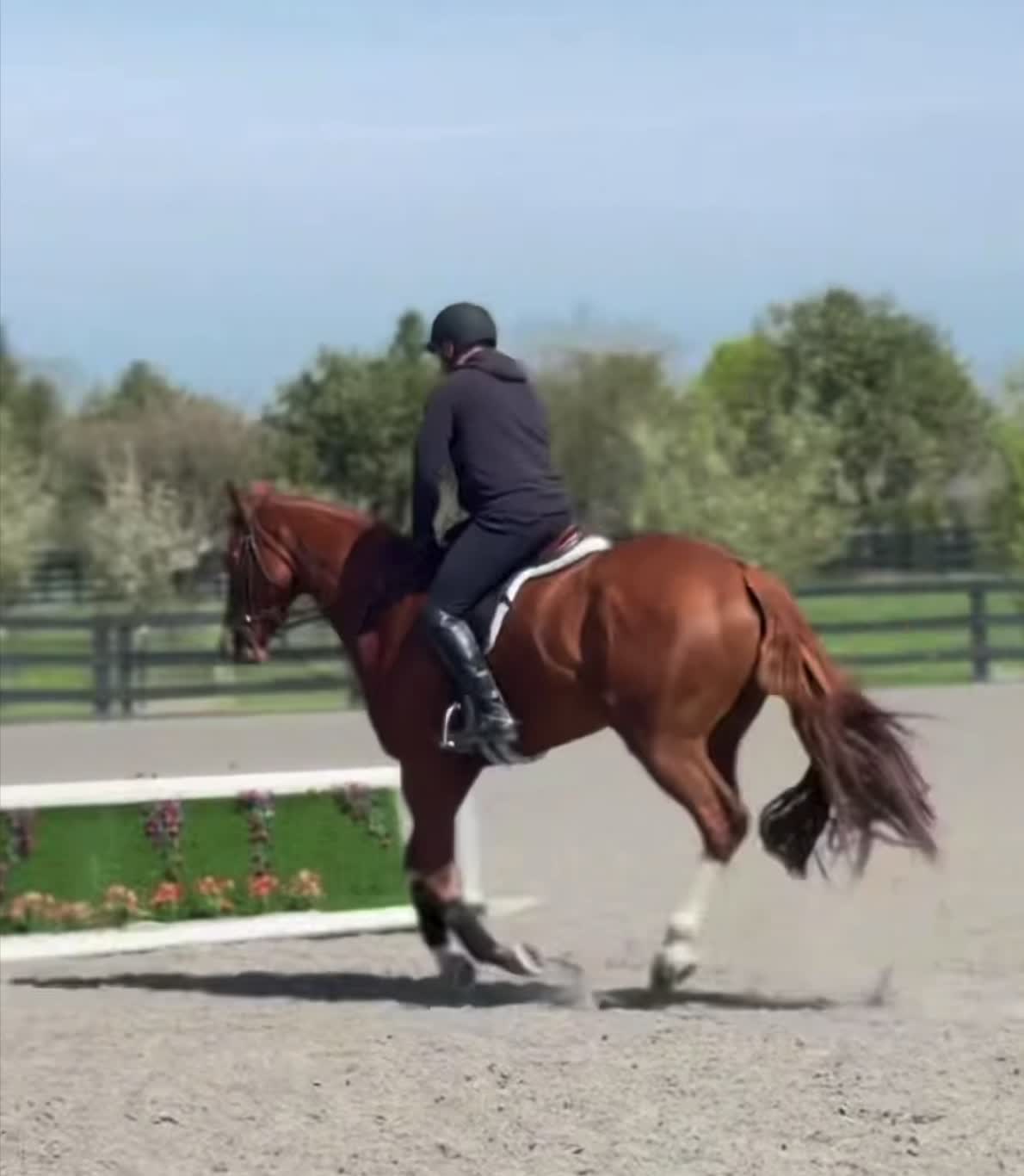 Ride The Brand | 2021 | 16.1h | Thoroughbred | Gelding