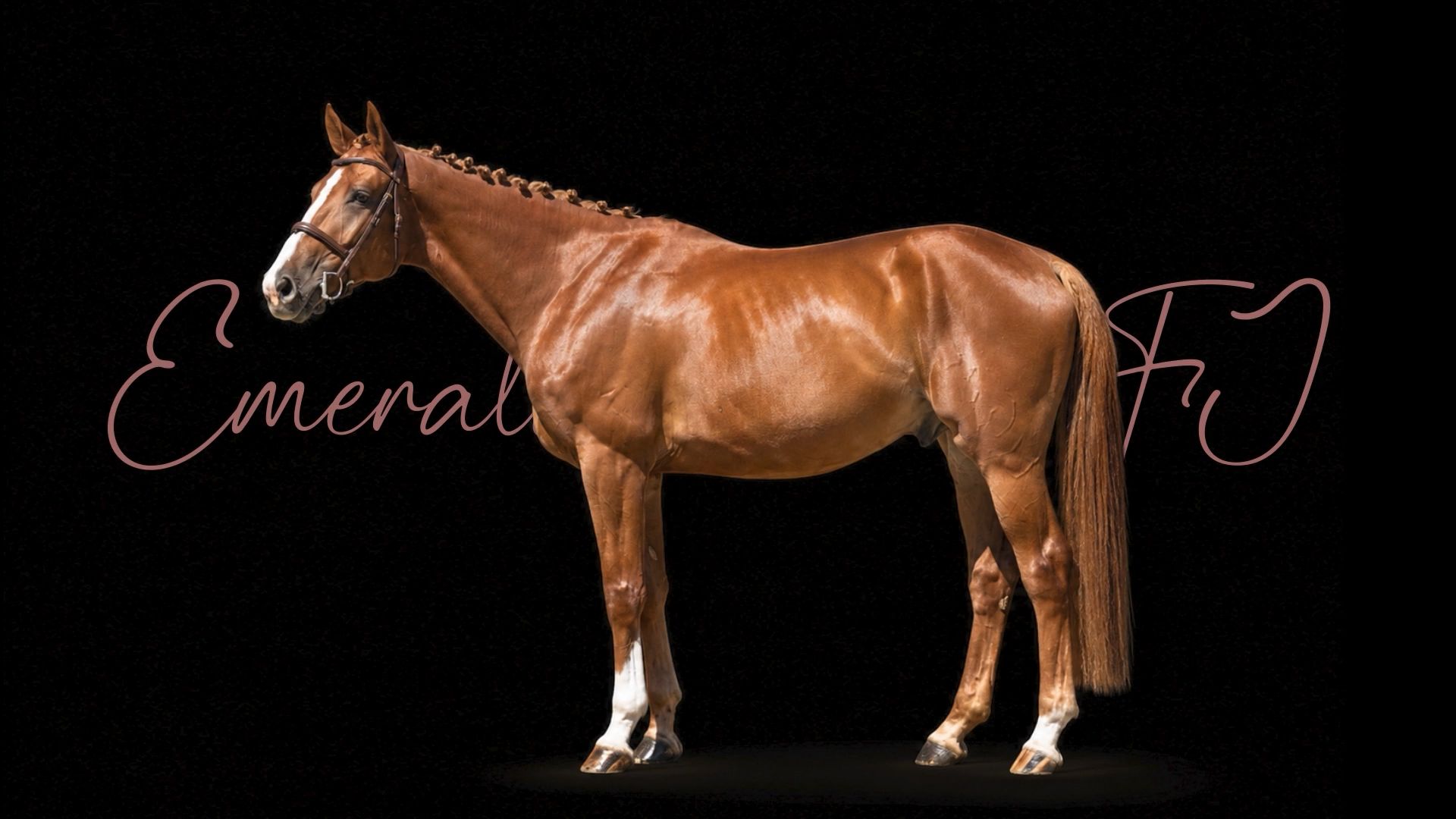 Emeraldo FJ | 2020 | 16.1h | Croatian Warmblood | Gelding