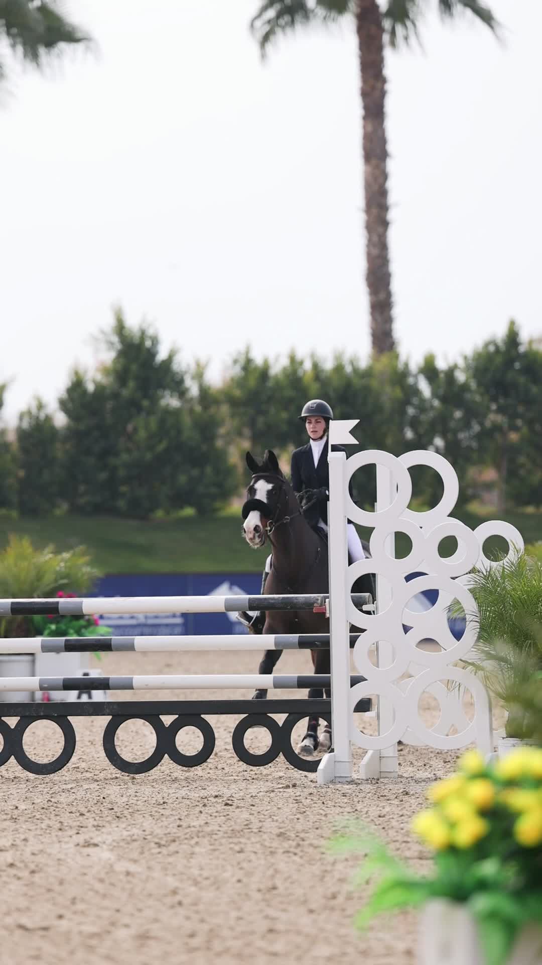 Pontedera | 2016 | 16.2h | All Warmbloods | Gelding
