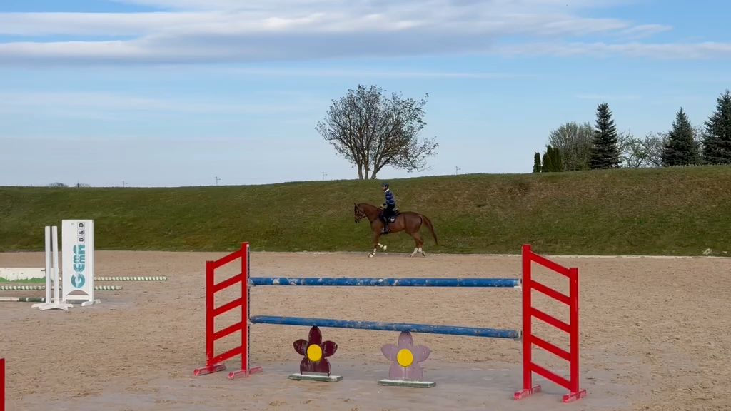 Giusto D’oro Z | 2019 | 17.2h | Zangersheide | Gelding
