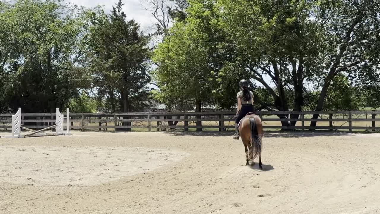 Dyblu Tiny | 2021 | 13.1h | Welsh Pony | Gelding