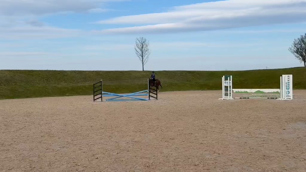 Giusto D’oro Z | 2019 | 17.2h | Zangersheide | Gelding