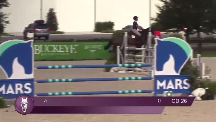 Lafayette - Jumper Packer | 2015 | 16.3h | All Warmbloods | Mare