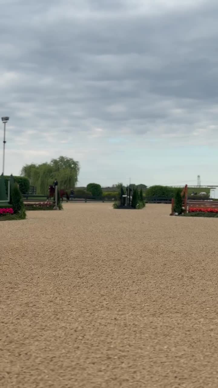 C'est La Vie | 2019 | 16h | Warmblood | Gelding