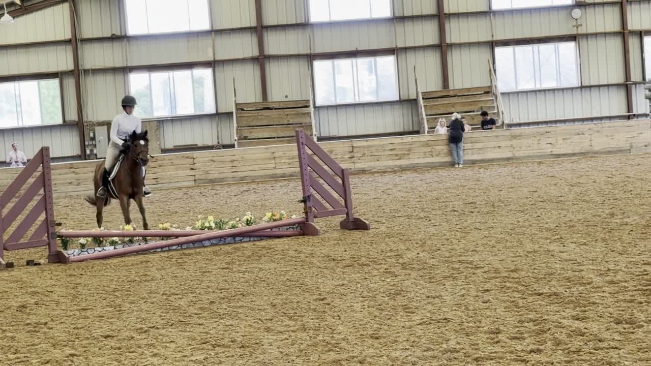 Dyblu Tiny | 2021 | 13.1h | Welsh Pony | Gelding