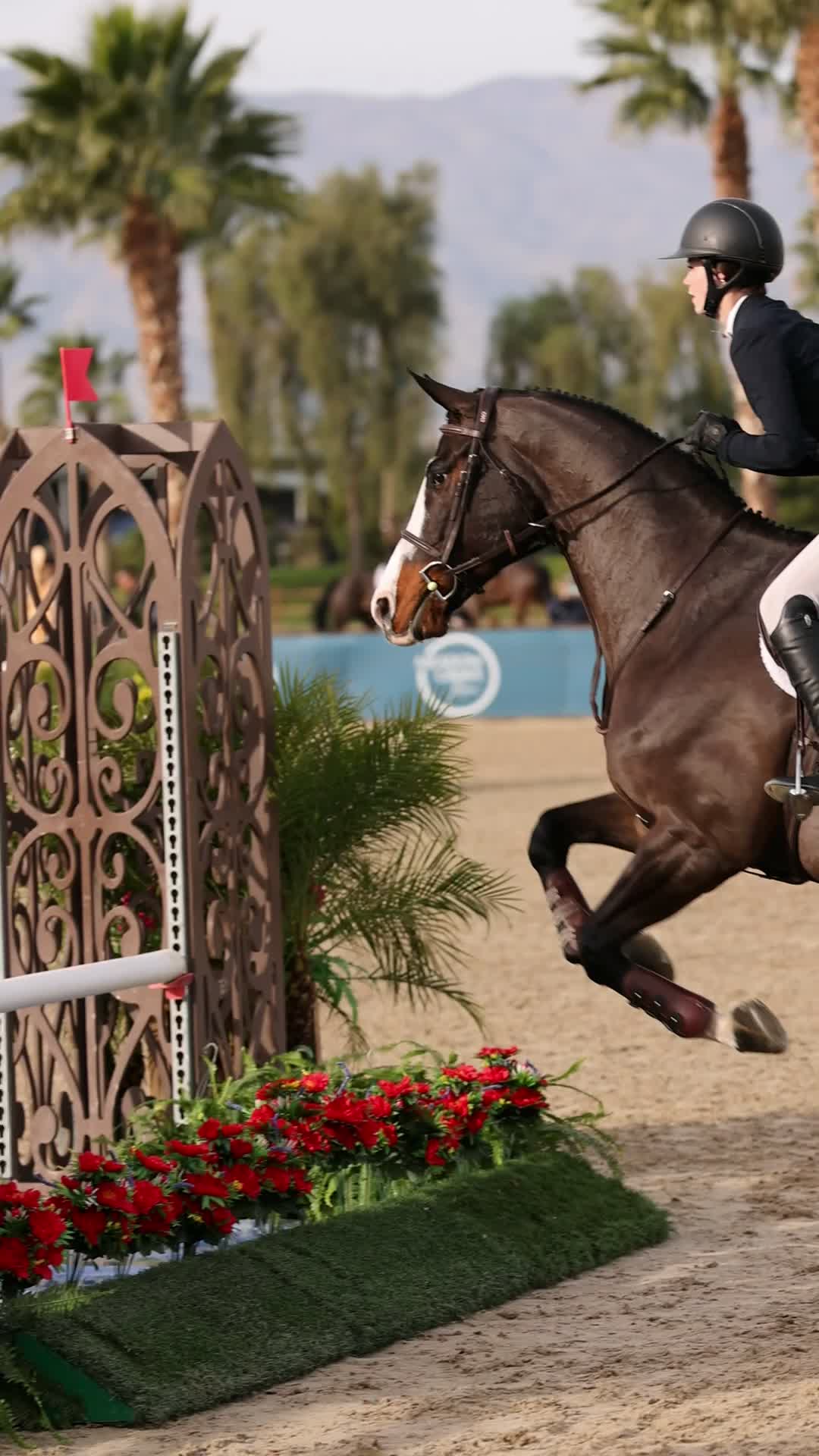 Pontedera | 2016 | 16.2h | All Warmbloods | Gelding