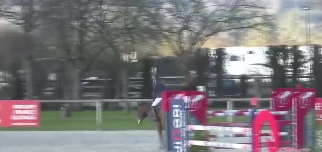 Goldini De Beaufour | 2016 | 15.2h | Selle Francais Warmblood | Gelding
