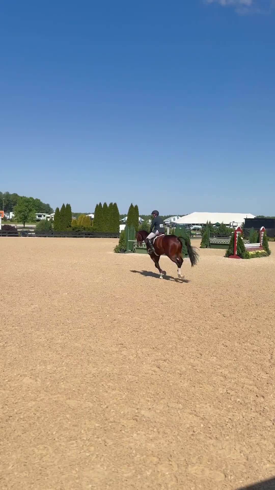 C'est La Vie | 2019 | 16h | Warmblood | Gelding
