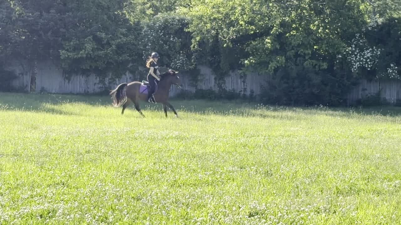 Dyblu Tiny | 2021 | 13.1h | Welsh Pony | Gelding