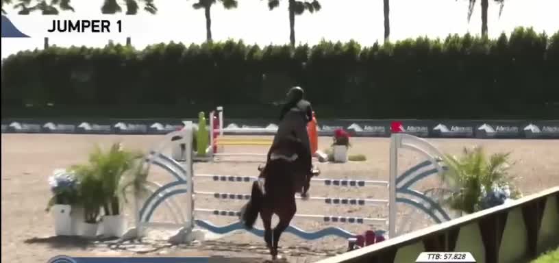 Goldini De Beaufour | 2016 | 15.2h | Selle Francais Warmblood | Gelding