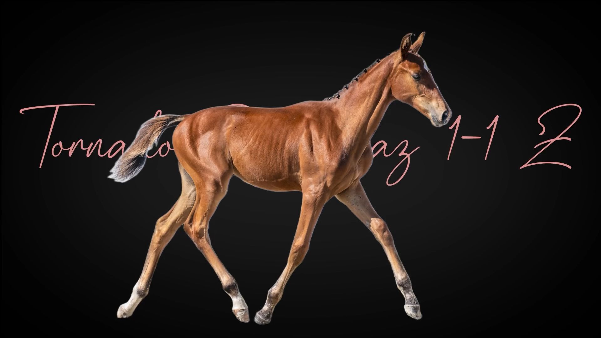 Tornado du Chaz 1-1 Z | 2026 | 13.1h | Zangersheide | Stallion