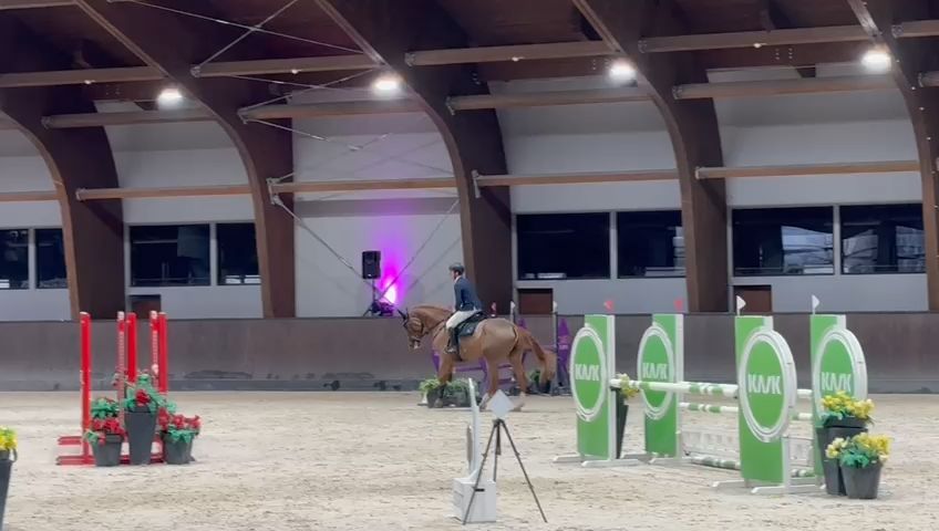 Giusto D’oro Z | 2019 | 17.2h | Zangersheide | Gelding