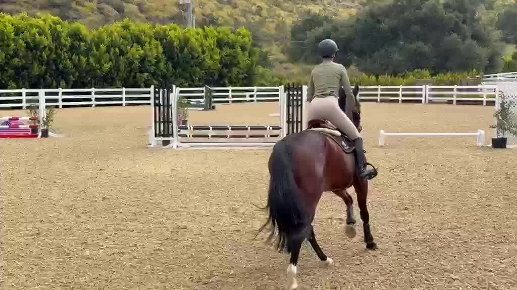 Goldini De Beaufour | 2016 | 15.2h | Selle Francais Warmblood | Gelding