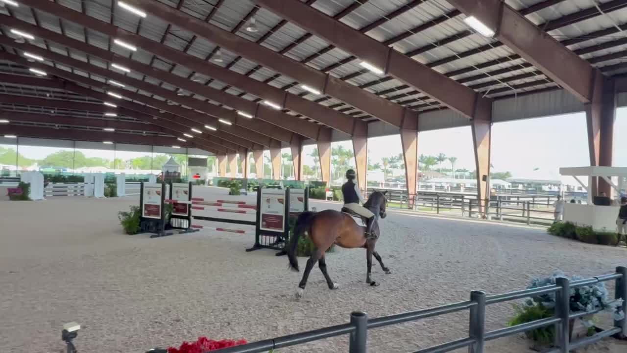 Lafayette - Jumper Packer | 2015 | 16.3h | All Warmbloods | Mare