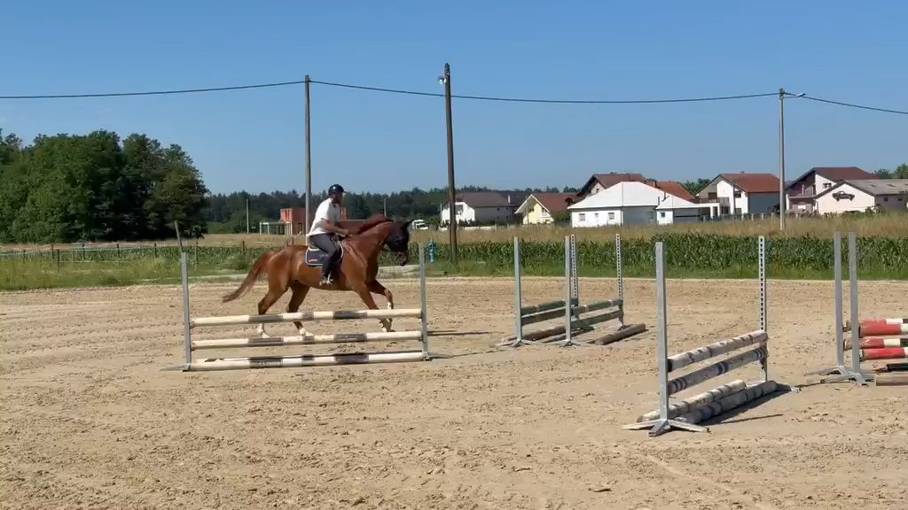 Giusto D’oro Z | 2019 | 17.2h | Zangersheide | Gelding