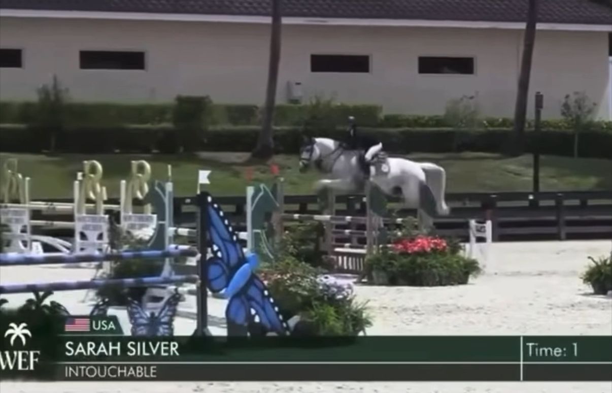 Intouchable | 2013 | 16.2h | Dutch Warmblood | Mare