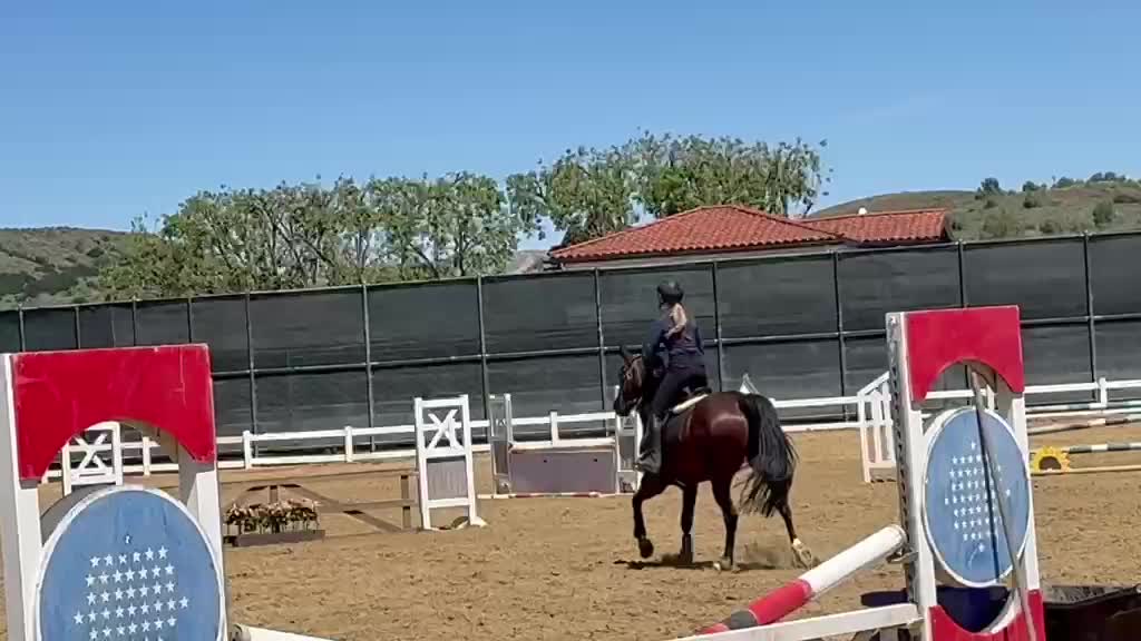 Goldini De Beaufour | 2016 | 15.2h | Selle Francais Warmblood | Gelding