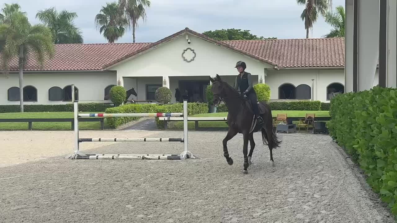 Lafayette - Jumper Packer | 2015 | 16.3h | All Warmbloods | Mare