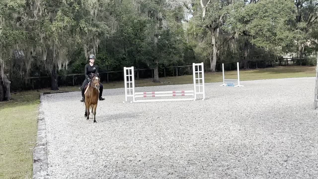 Dyblu Tiny | 2021 | 13.1h | Welsh Pony | Gelding