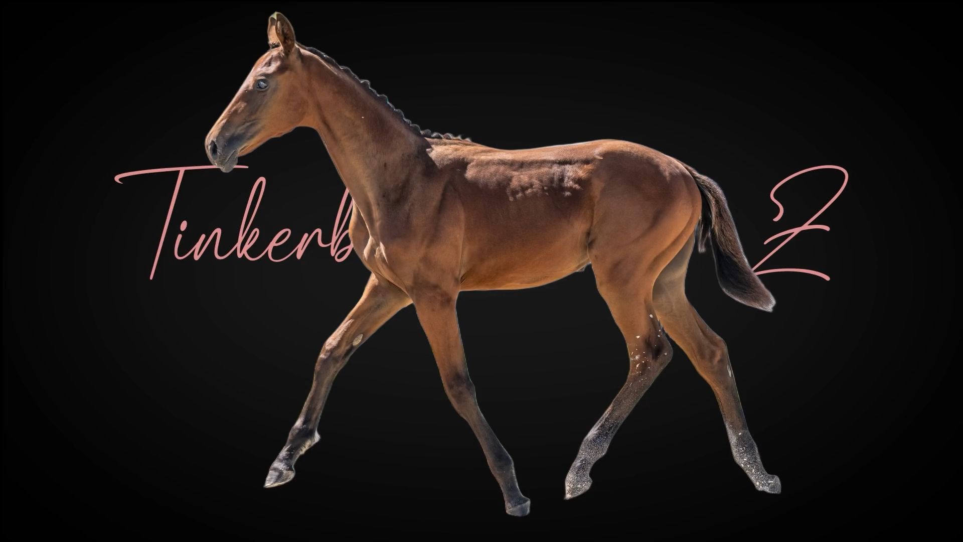 Tinkerbell 1-1 Z | 2026 | 13.1h | Zangersheide | Mare