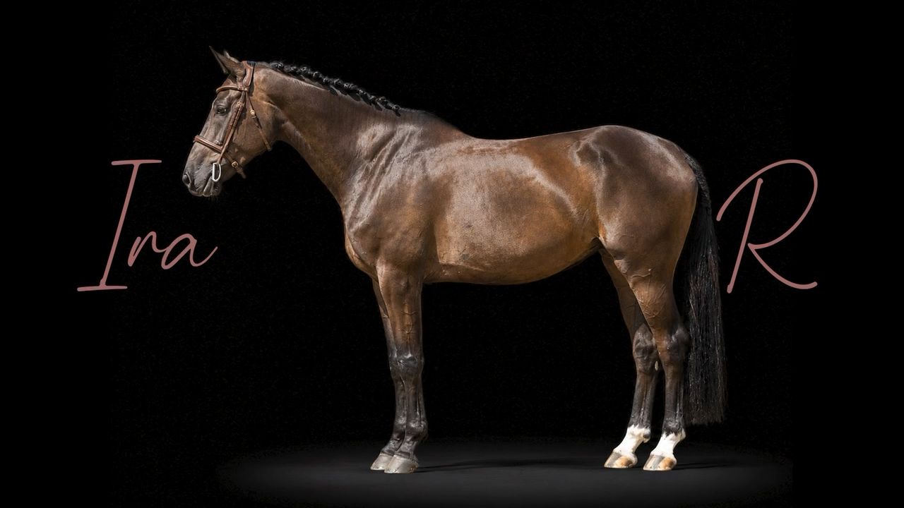 Ira R | 2020 | 16h | Not Specified | Mare