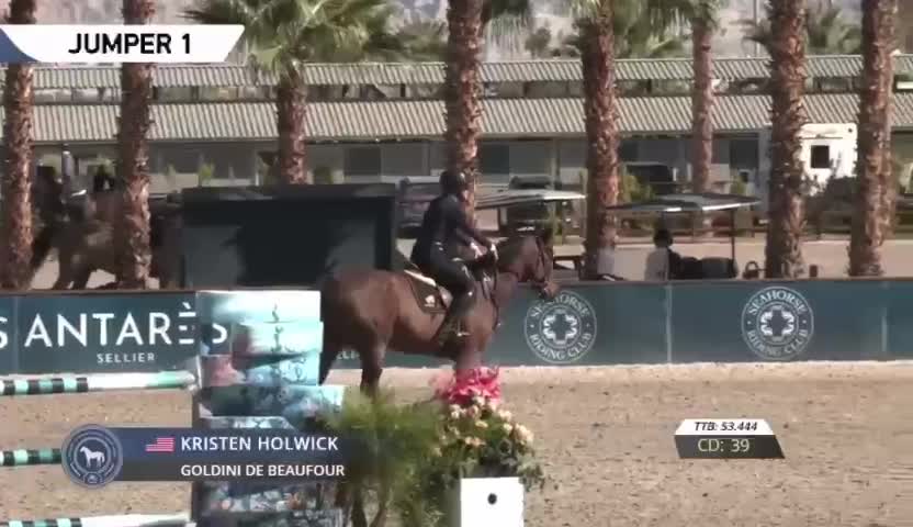Goldini De Beaufour | 2016 | 15.2h | Selle Francais Warmblood | Gelding