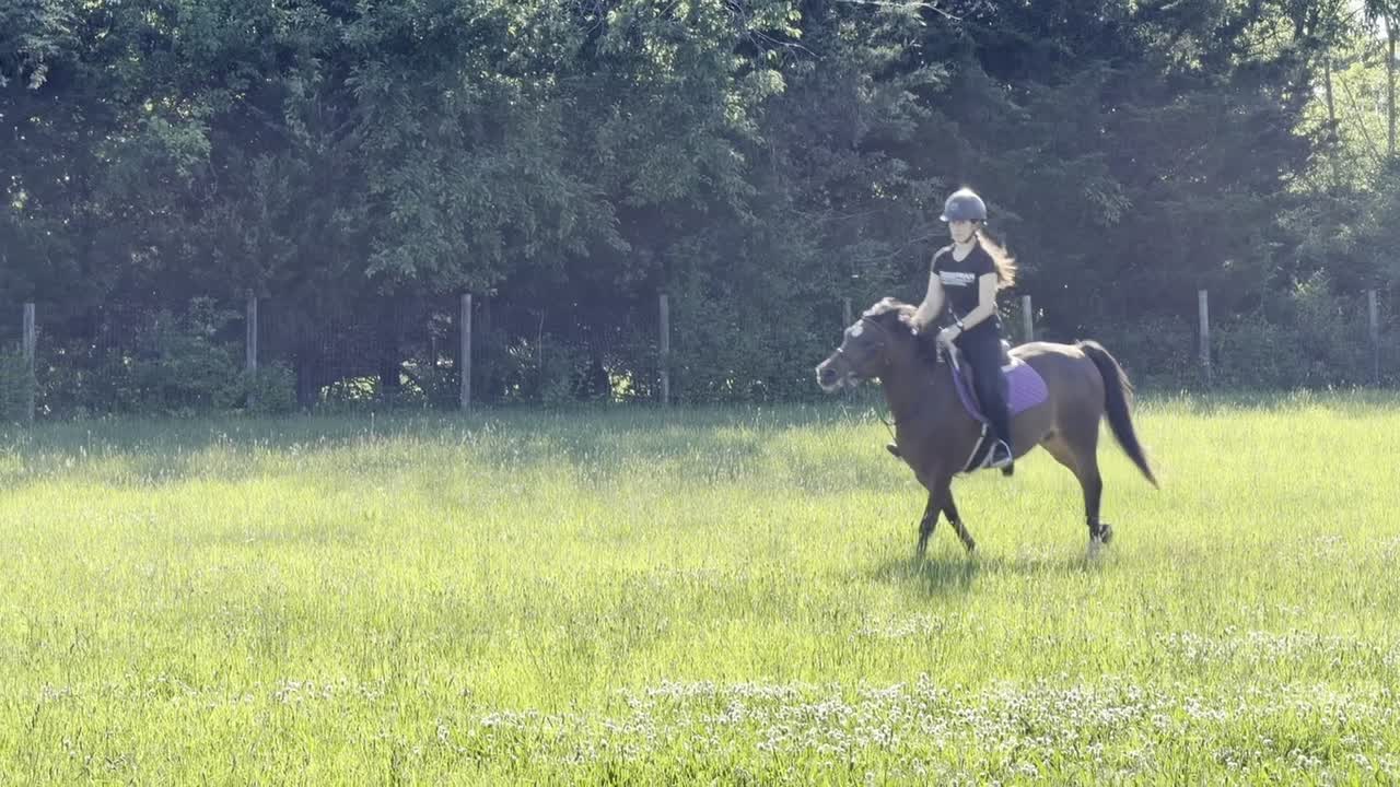 Dyblu Tiny | 2021 | 13.1h | Welsh Pony | Gelding