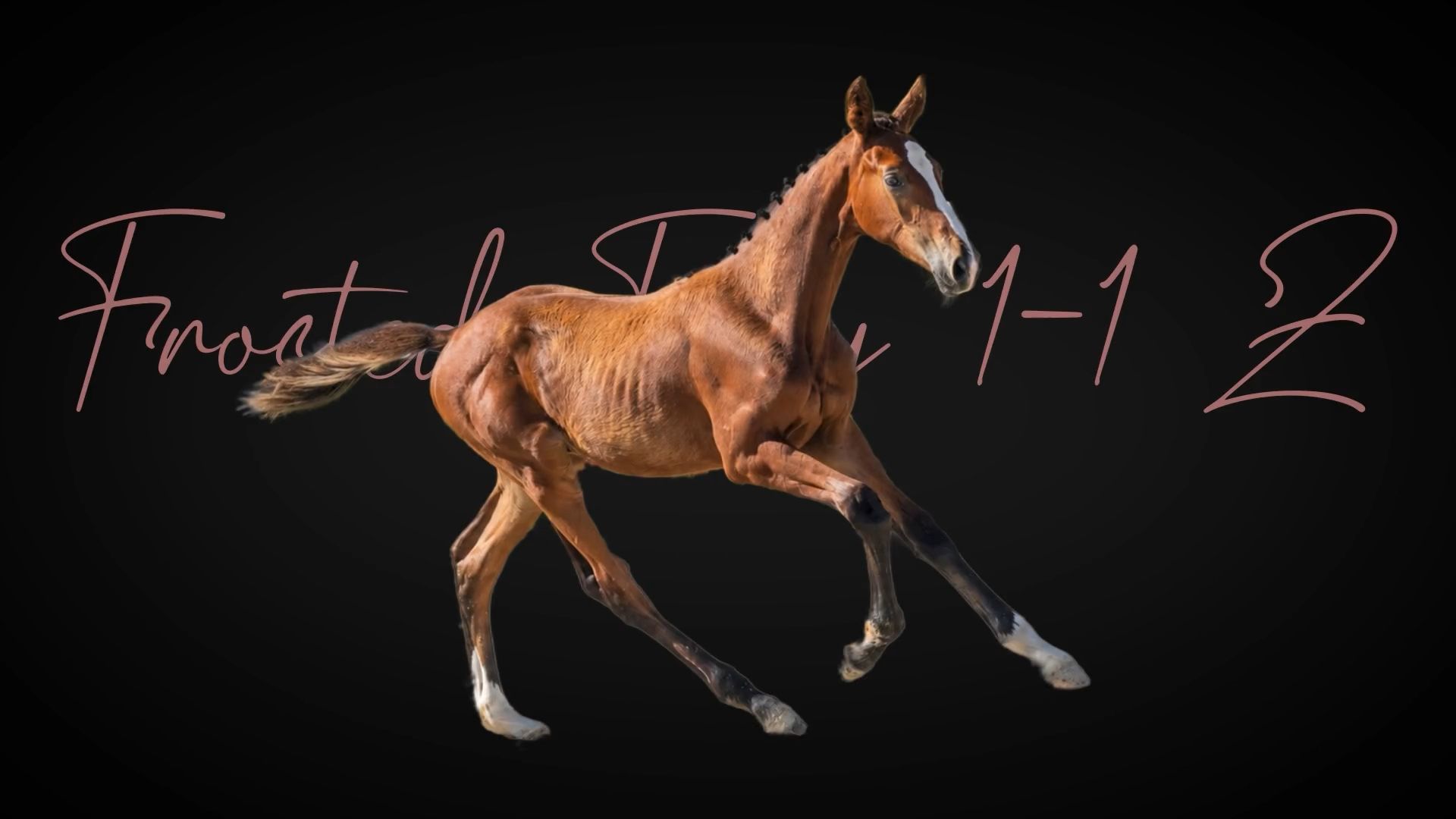 Frosted Fury 1-1 Z | 2026 | 12.2h | Zangersheide | Stallion
